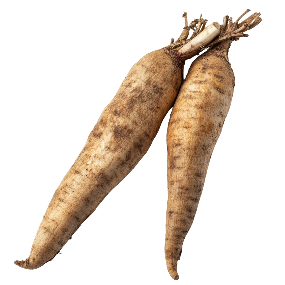 Fresh yacon roots displayed against a clean transparent background, highlighting their earthy texture and natural shape, Fresh Yacon roots on transparent background png
