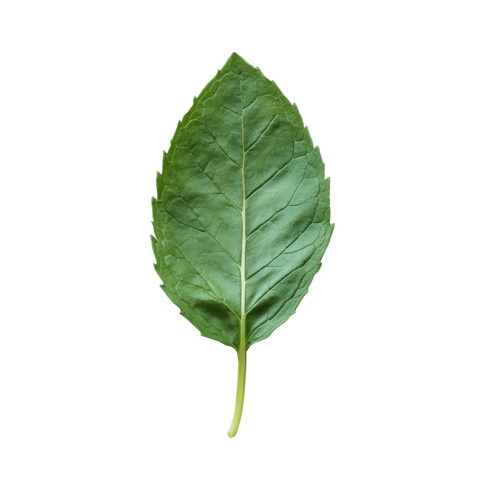 Fresh mint leaf isolated on a clean transparent background perfect for culinary or herbal use in cooking, mint leaf on transparent background png
