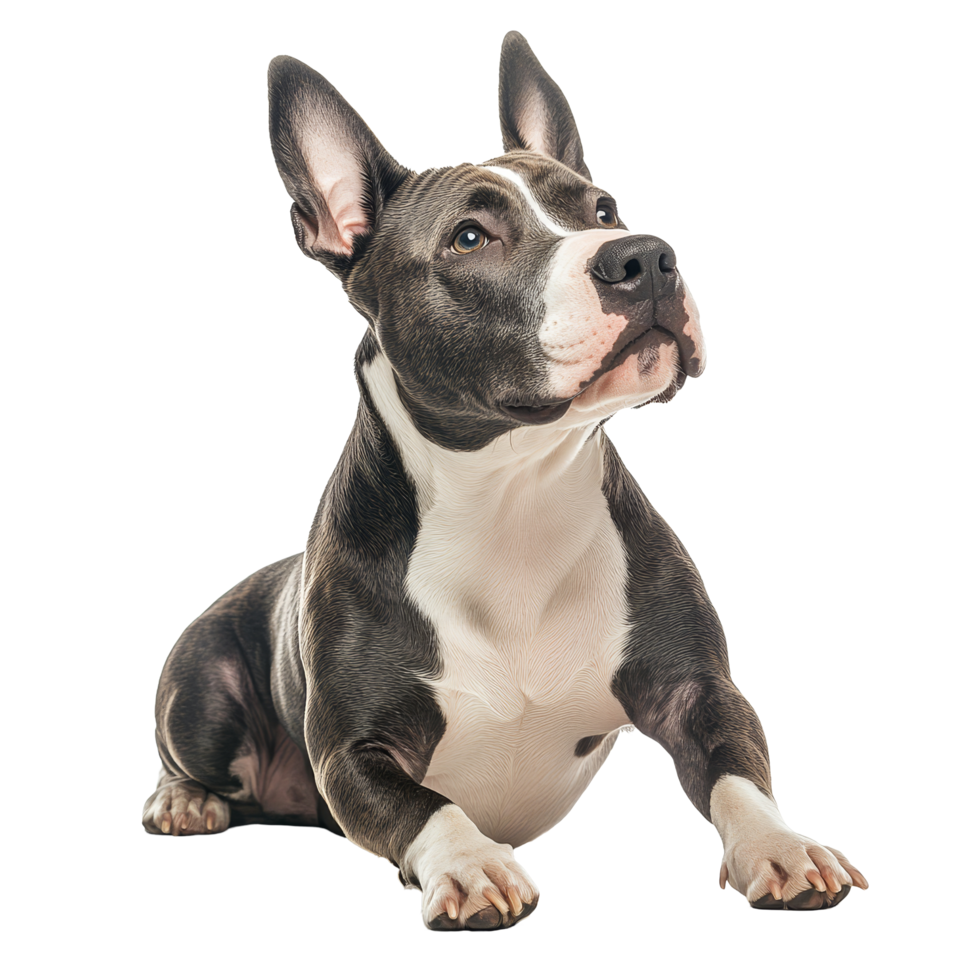 Bull Terrier dog posing in a thoughtful manner on a transparent background, Bull Terrier dog isolated on transparent background png