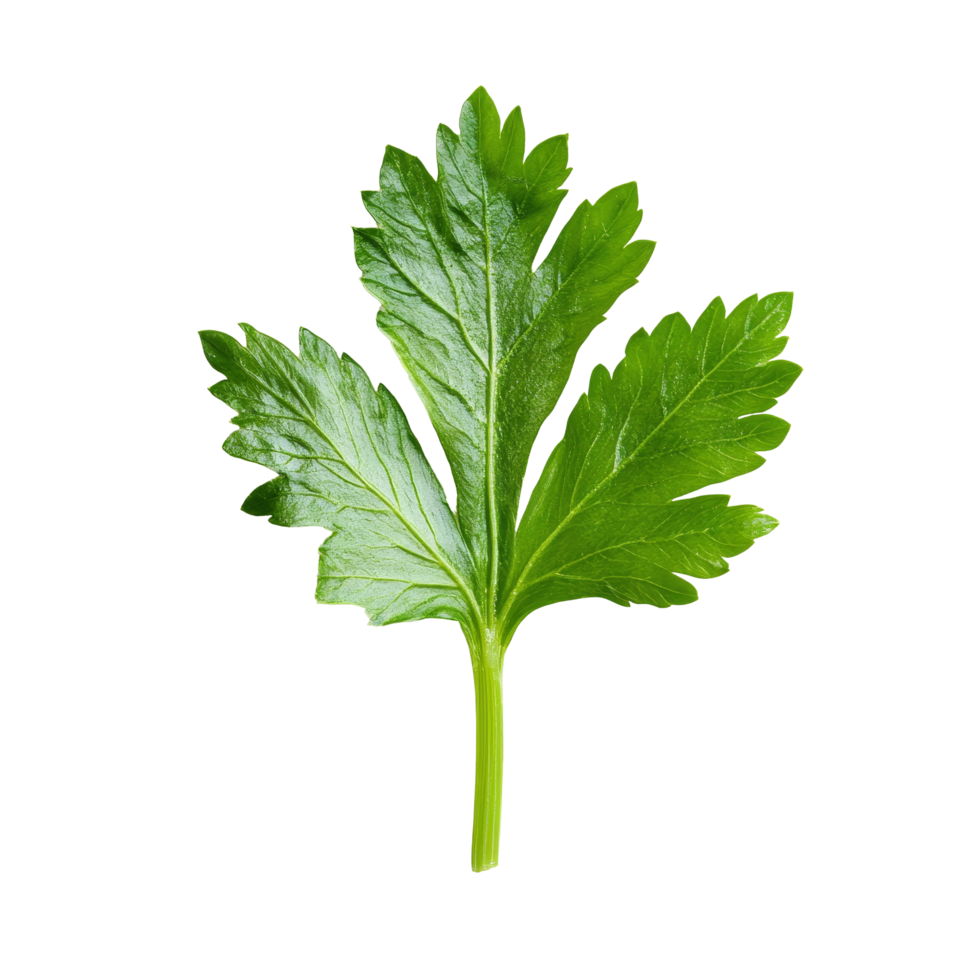 Fresh celery leaf isolated on a transparent background showcasing its vibrant green color and unique leaf structure for culinary use, Celery leaf isolated on transparent background png