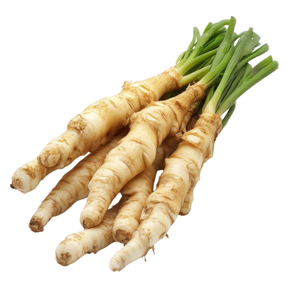 Fresh Kaempfer finger root known as Krachai harvested in Thailand with vibrant green shoots, Kaempfer finger root Krachai Thai herbisolated on transparent background png