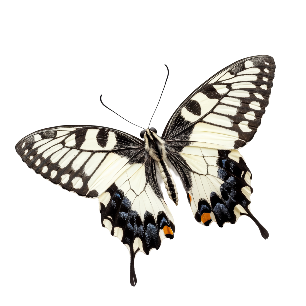 Melanargia galathea butterfly resting on a transparent background showcasing intricate wing patterns and colors, Melanargia galathea butterfly, isolated on transparent background png