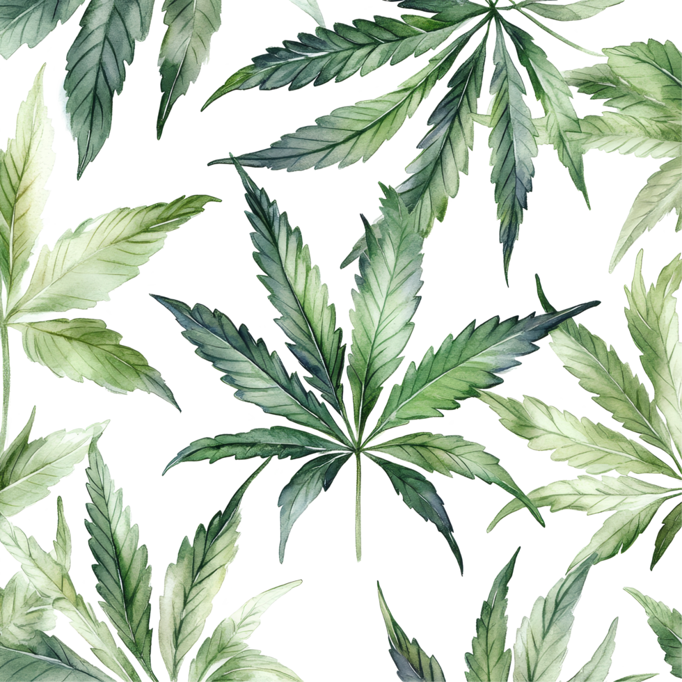 Beautiful watercolor cannabis leaves on a clean transparent background showcasing natural textures and colors, cannabis leaves transparent background png