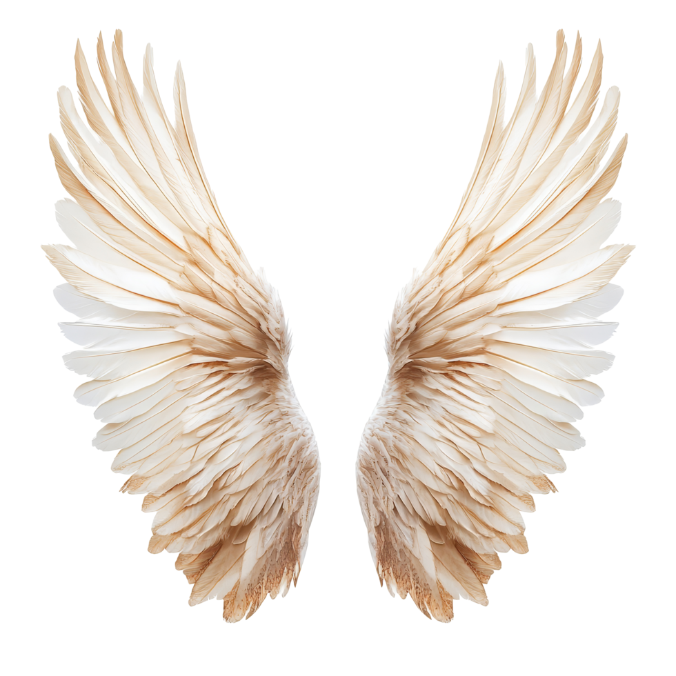 Detailed view of beautifully crafted wings isolated on a transparent background, highlighting intricate feather patterns, Wings isolated on transparent background png