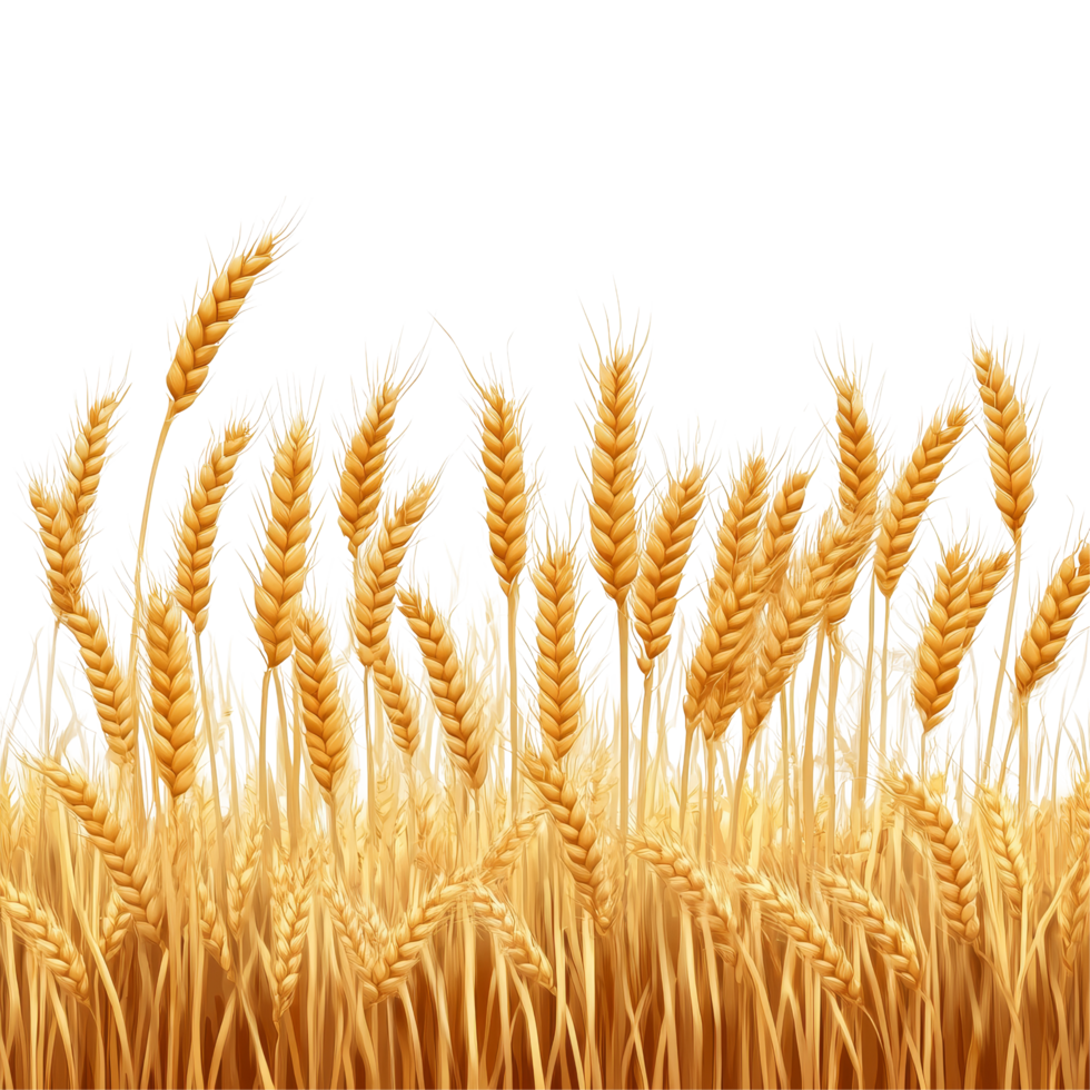 Golden wheat field swaying gently in the breeze against a bright transparent background, golden wheat field isolated on transparent background png
