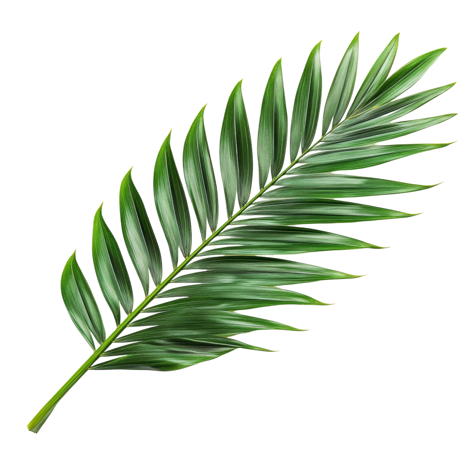 A vibrant green palm leaf rests elegantly on a transparent background, showcasing natures beauty and detail, Green leaf of palm tree on transparent background png