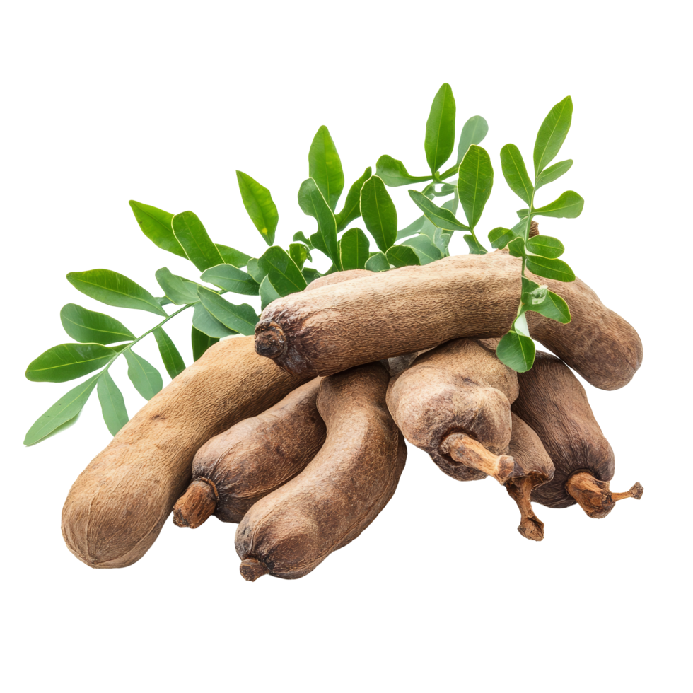 Tamarind fruit and fresh green leaves isolated on a bright transparent background for culinary and health uses, Tamarind with leaves isolated on transparent background png