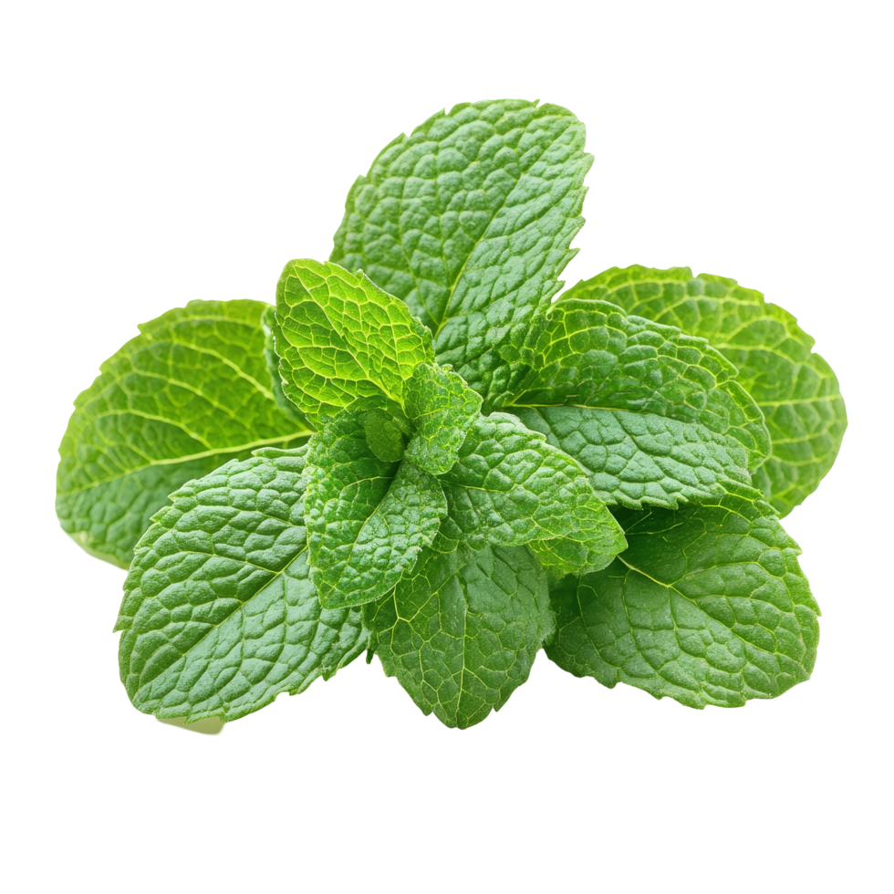 Fresh mint leaves isolated on a transparent background, capturing their vibrant green color and texture, of fresh mint leaves isolated on transparent background png