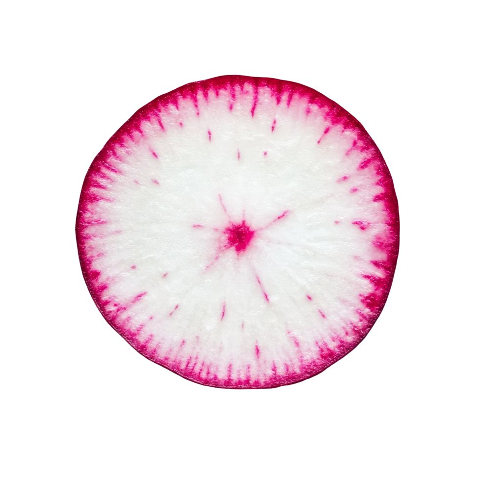 Sliced red radish on a transparent background showcasing its vibrant color and texture in a fresh kitchen setting, slice red radish on transparent background png