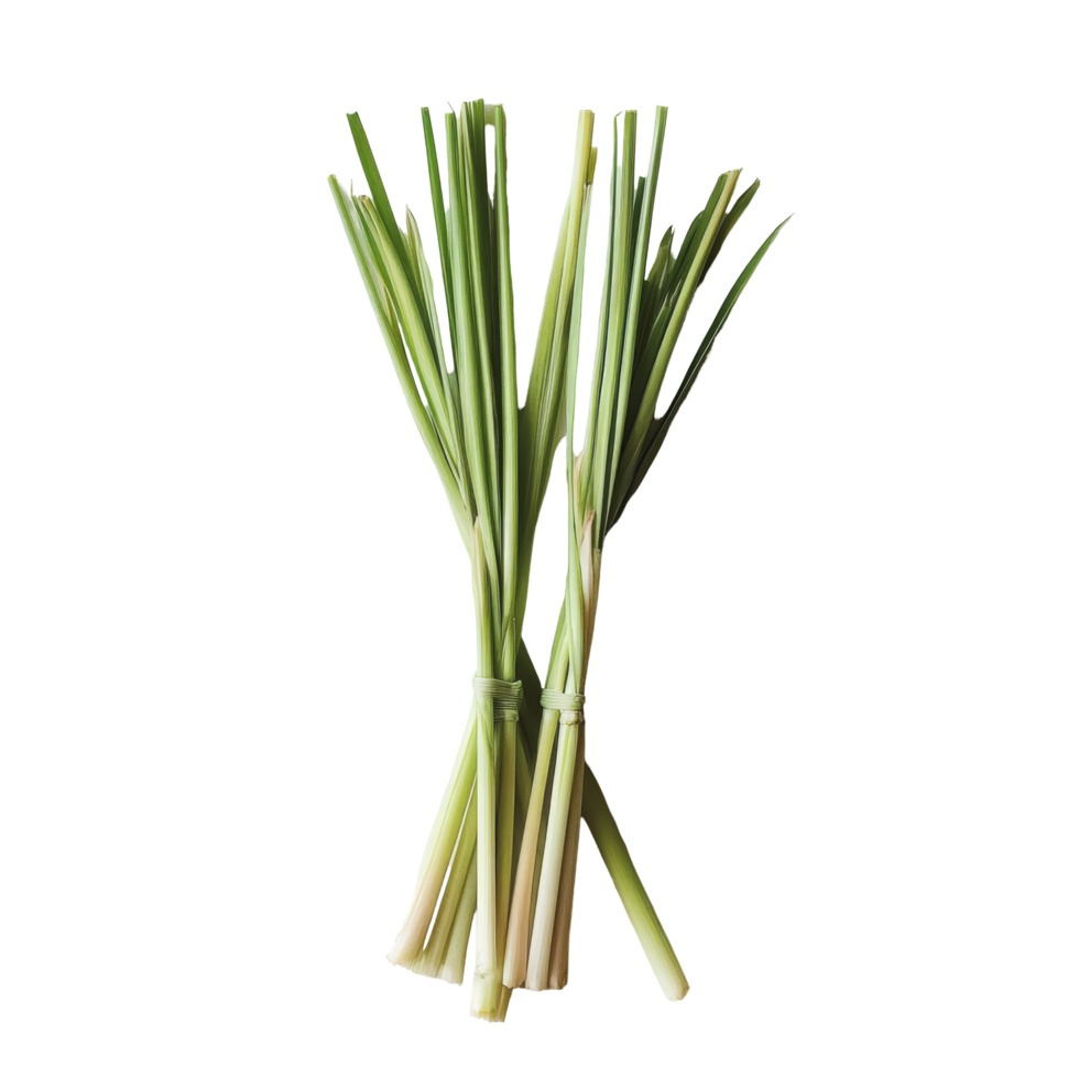 Fresh lemongrass stalks arranged neatly on a clean transparent background, ideal for culinary use and decoration, Lemongrass on transparent background png