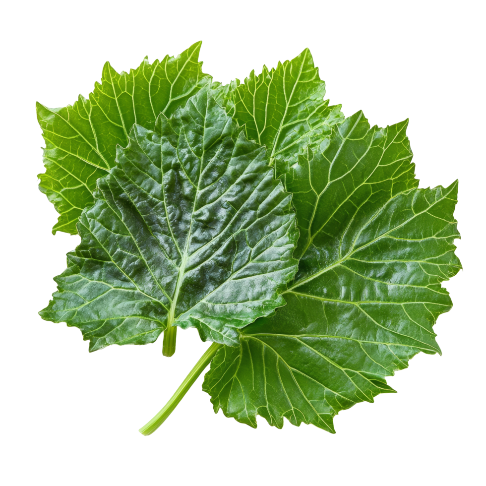 Fresh organic gunnera leaves displayed on a clean transparent background for culinary and decorative use, Fresh organic grape with leaves on transparent background png