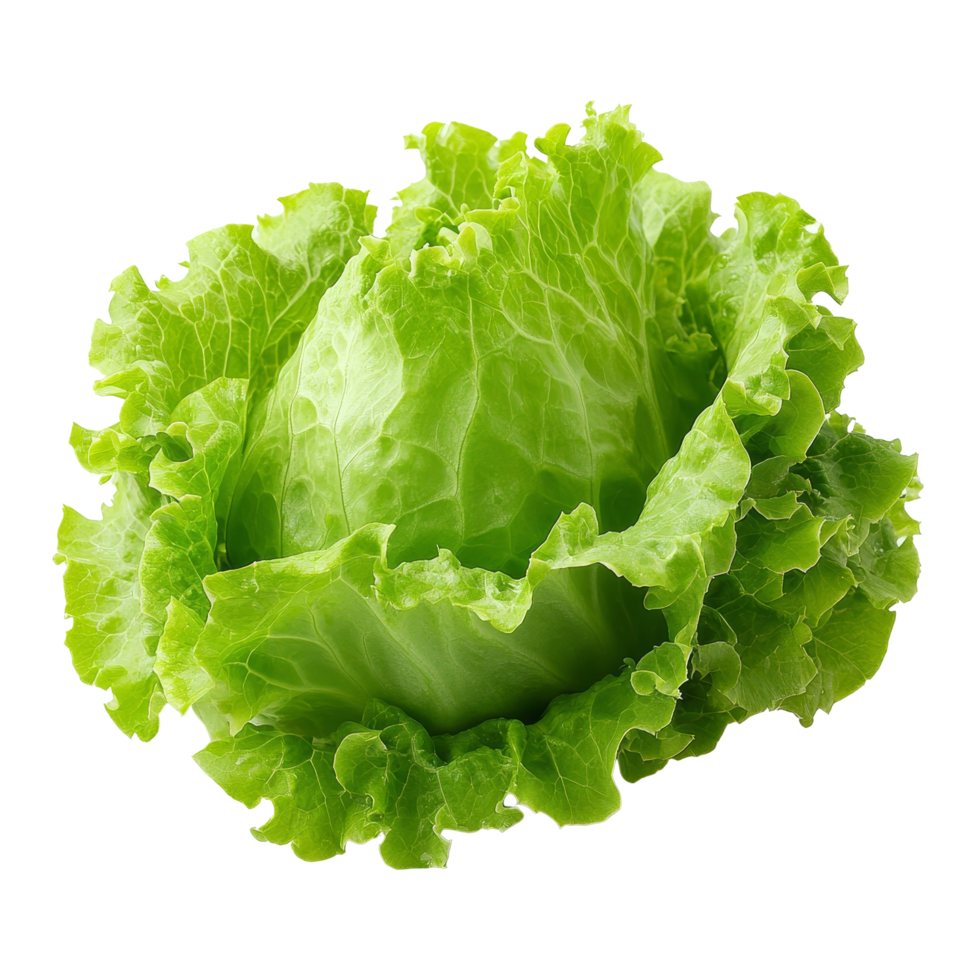 Fresh frillice iceberg lettuce displayed on a clean transparent background showcasing its crisp texture and vibrant color, Frillice Iceberg Lettuce on transparent background png