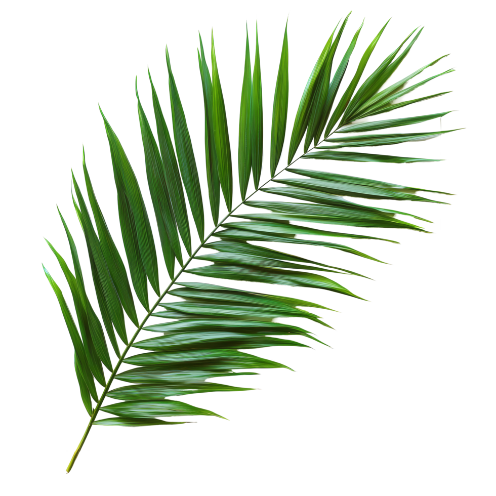 A vibrant tropical palm leaf elegantly displayed in a transparent frame, adding a touch of nature to the decor, tropical nature green palm leaf in picture frame on transparent backgroundfile png