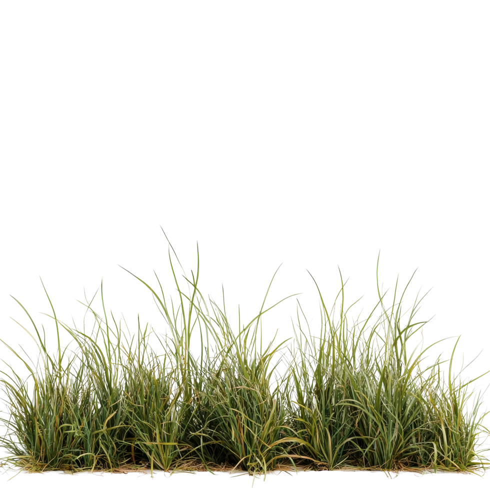 A stack of bentgrass with a transparent background showcasing its lush green blades and delicate texture, Bentgrass stack border transparent background png
