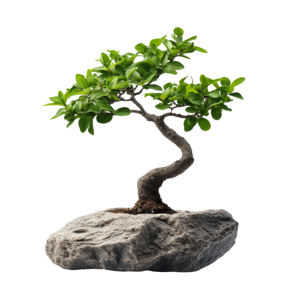 A graceful bonsai tree grows from a unique rock base against a clean transparent background, little bonsai plant tree isolated on transparent background png