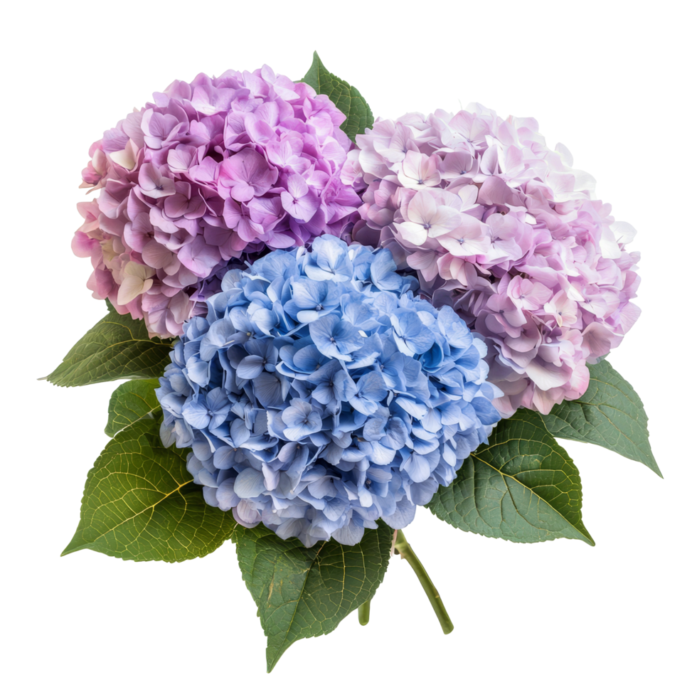 A beautiful bouquet of hydrangeas in soft pastel colors on a transparent background, Bouquet of hydrangeas flowers, isolated on transparent background png