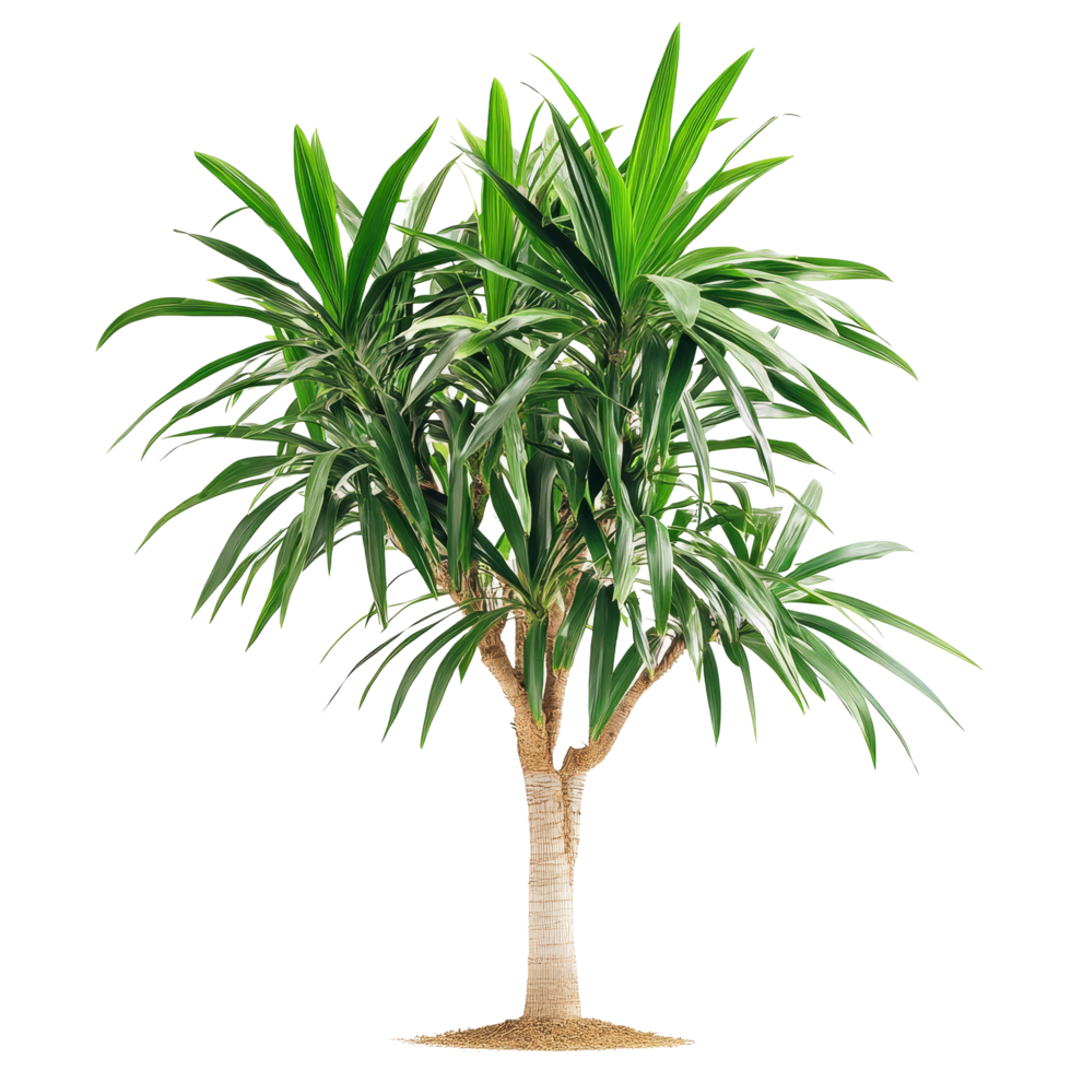 Pandanus palm tree with vibrant green leaves isolated on a transparent background, showcasing tropical nature, Pandanus Palm isolated on transparent background png