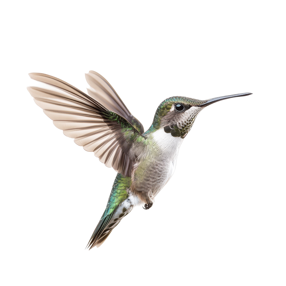Hummingbird in midflight against a clean transparent background showcasing its vivid colors and delicate wings, Hummingbird flying in transparent background, front view macro isolated on solid png
