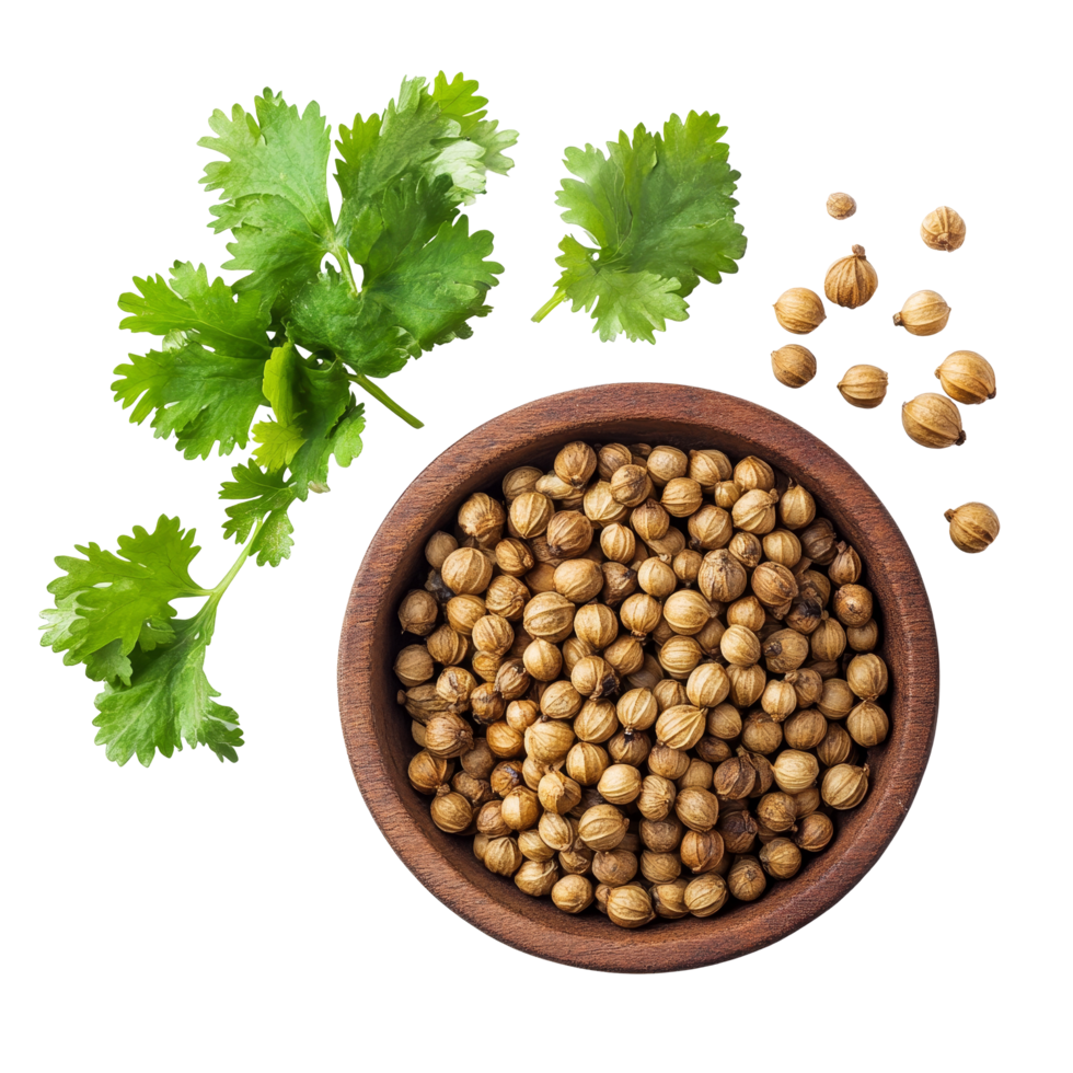 Coriander leaves and seeds arranged in a wooden bowl on a transparent background highlighting fresh herbs and spices, coriander leaf and seeds isolated on transparent background png