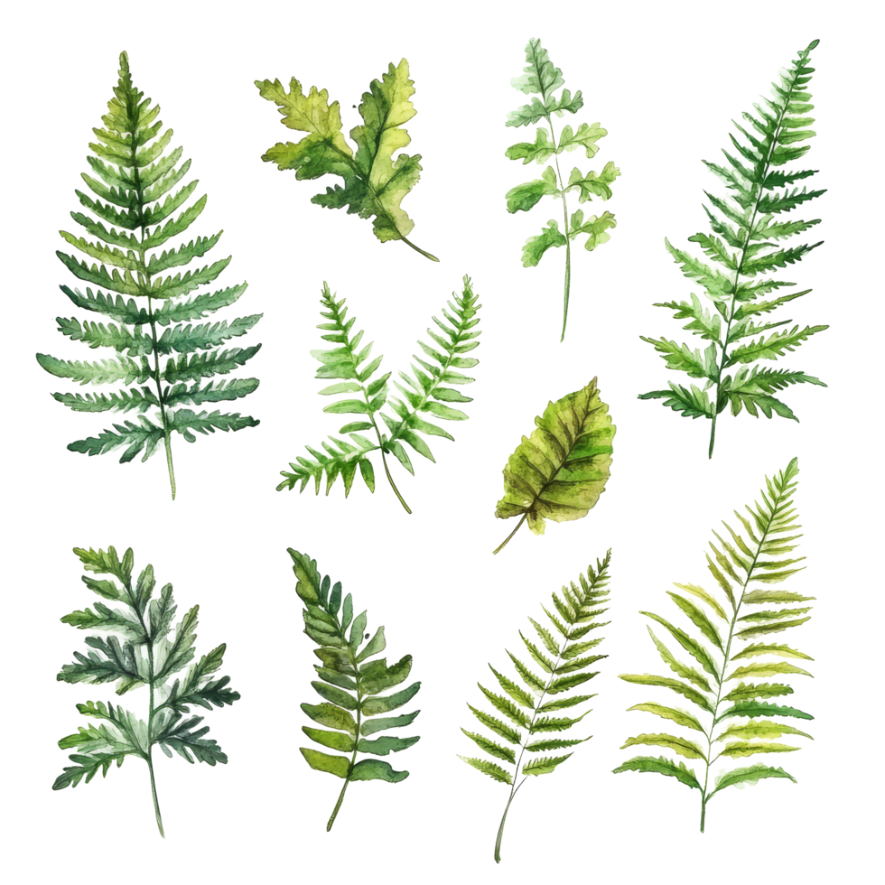A collection of beautiful watercolor fern leaves handpainted on a pristine transparent background, beautiful toucan bird in water colors style isolated on transparent background png