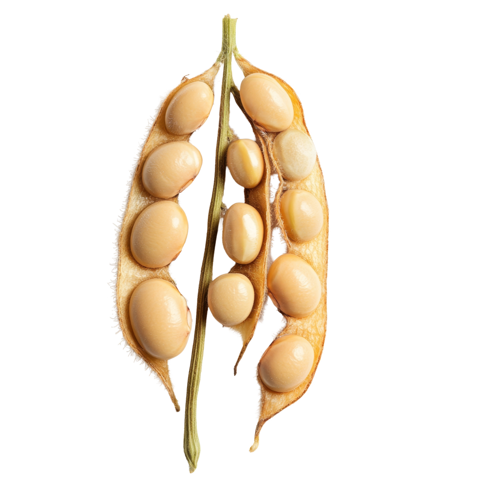 Different angle of a single soybean pod with seeds, showcasing its natural shape and texture against a background, Different angle of individual soybean isolated png