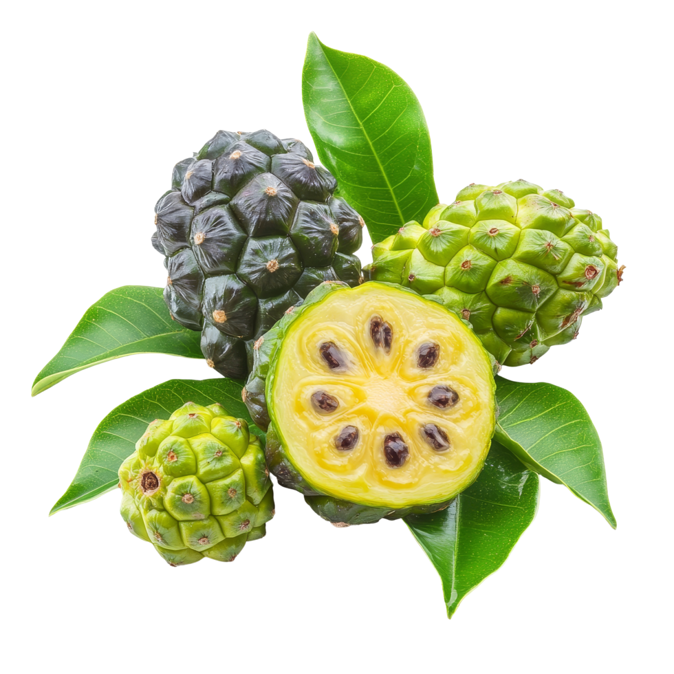 Discover the unique appearance of exotic noni fruit displayed on a clean transparent background, Exotic Fruit Noni on transparent background png