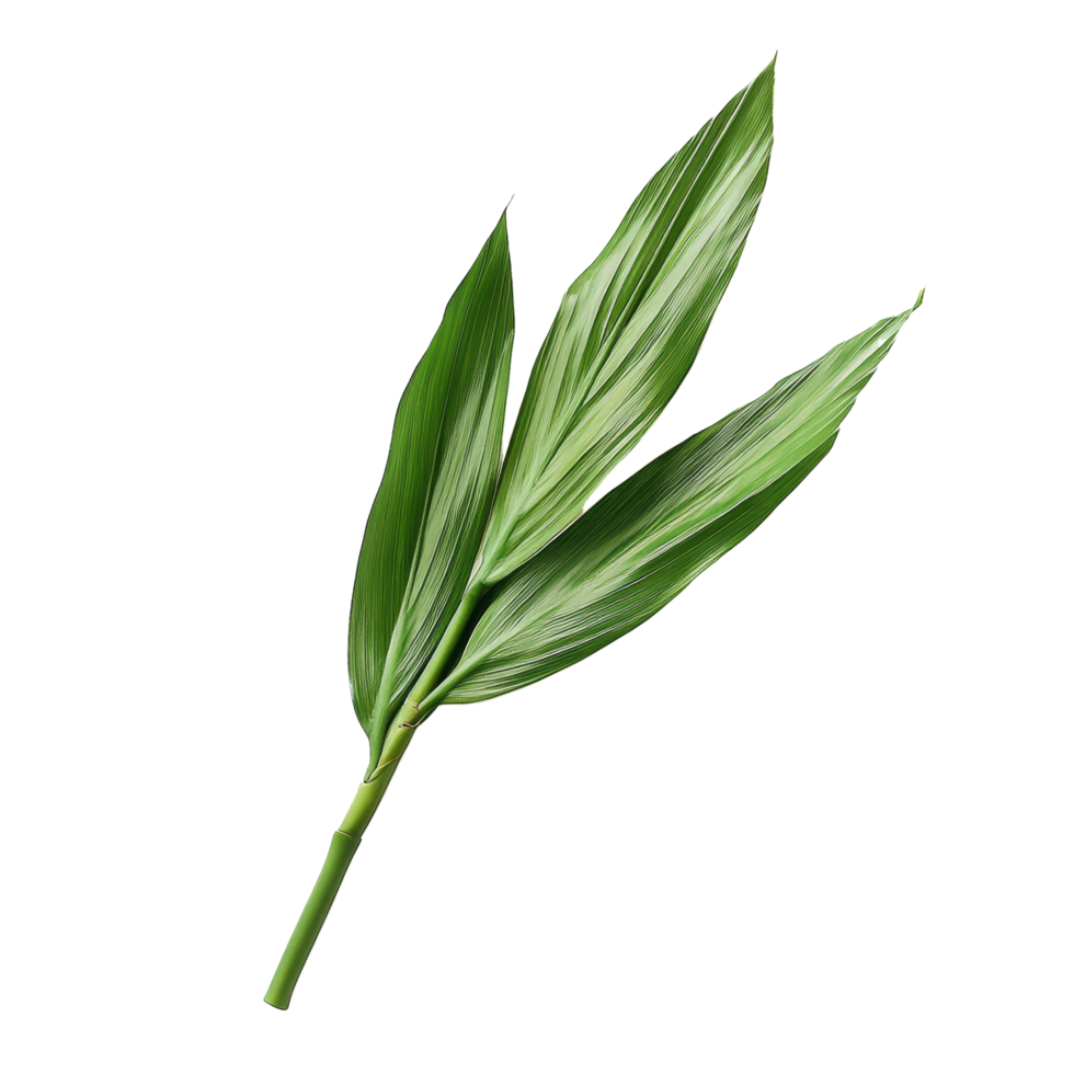 Fresh pandan leaves arranged on a transparent background for culinary and aromatic use, pandan leaf on transparent background png
