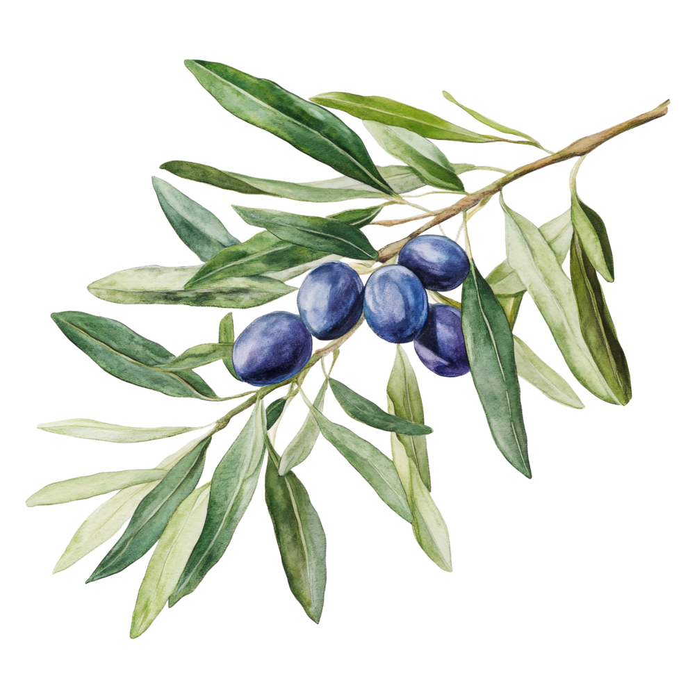A fresh olive fruit branch with dark olives and vibrant green leaves against a clean transparent background, Olive fruit branch on a transparent background png