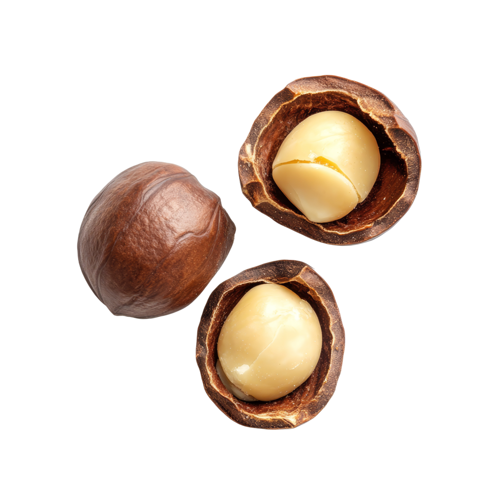 Fresh macadamia nuts on a clean transparent background showcasing their unique shell and rich interior, macadamia on transparent background png
