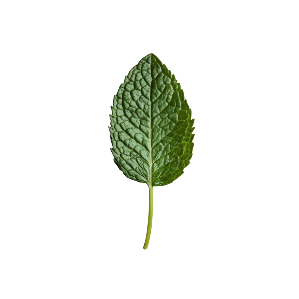 A single fresh mint leaf rests on a neutral backdrop, showcasing its vibrant green color and intricate texture, Single fresh mint leaf png