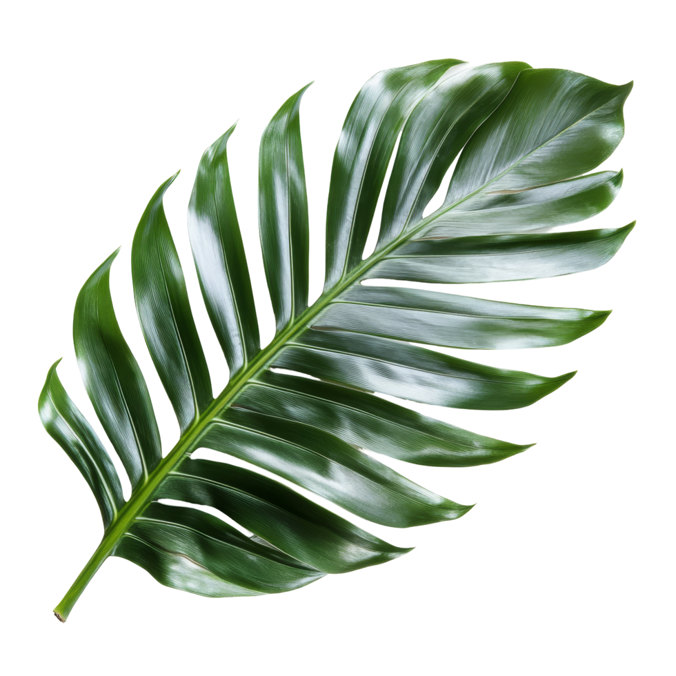 A vibrant green palm tree leaf isolated on a clean transparent background highlighting its natural beauty and texture, green leaf of palm tree isolated on transparent background png
