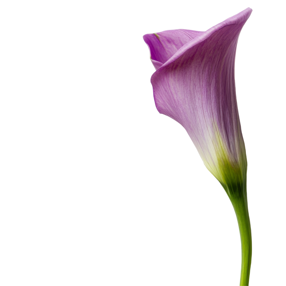 A beautiful flower resting beside an empty notebook on a transparent background, perfect for inspiration and creativity, Flower with notebook on a transparent background png