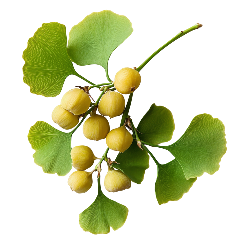 Ginkgo biloba fruit and leaves showcasing their unique shape on a clean transparent background, Ginkgo biloba plant fruit on a transparent background png