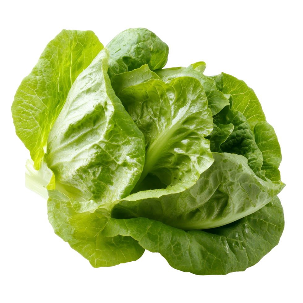 Freshly picked cos lettuce isolated on a clean transparent background for culinary and dietary purposes, Fresh cos lettuce isolated on transparent background png