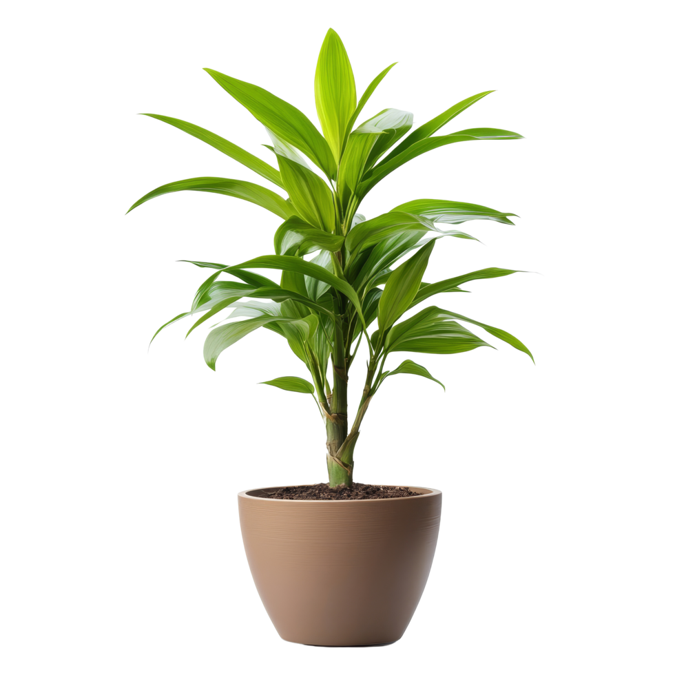 Lively potted plant perfect for enhancing office aesthetics, adding greenery and freshness to any workspace, potted plant for office decoration isolated on transparent png