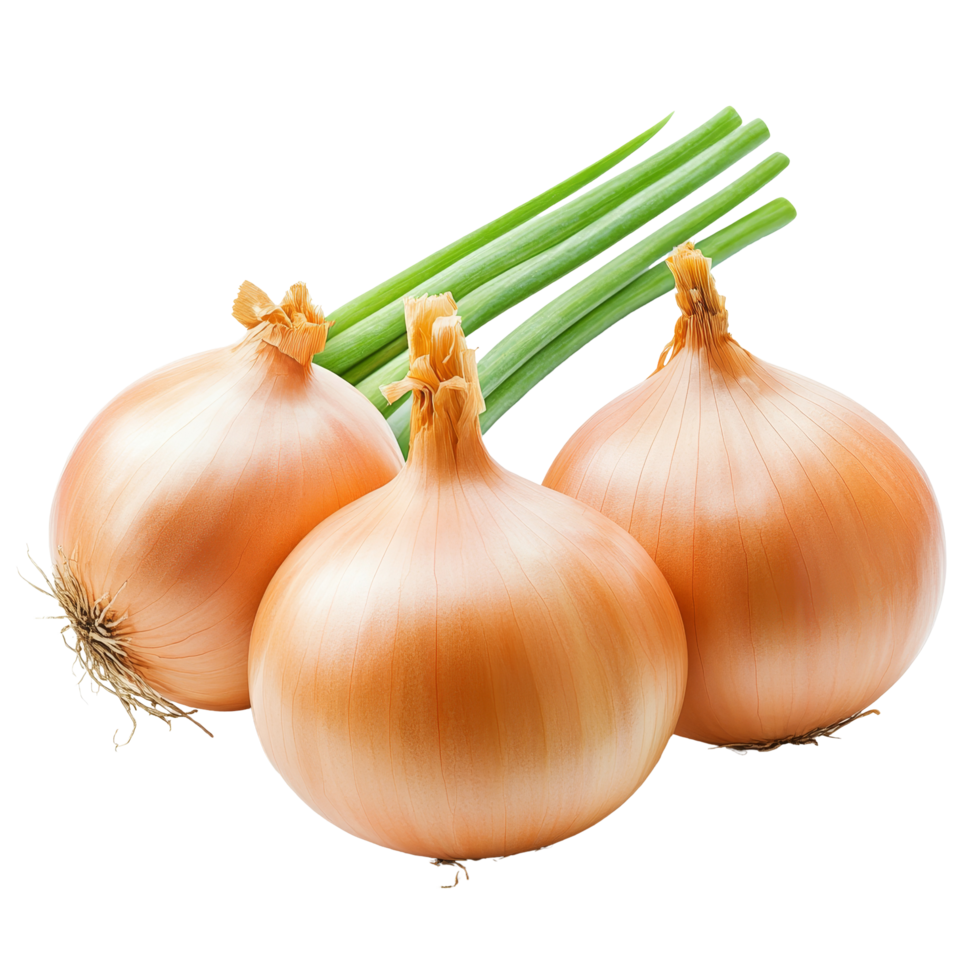 Fresh organic onions isolated on a transparent background with green stems for culinary use and recipes, Fresh organic onions transparent background. onions isolated on transparent background png