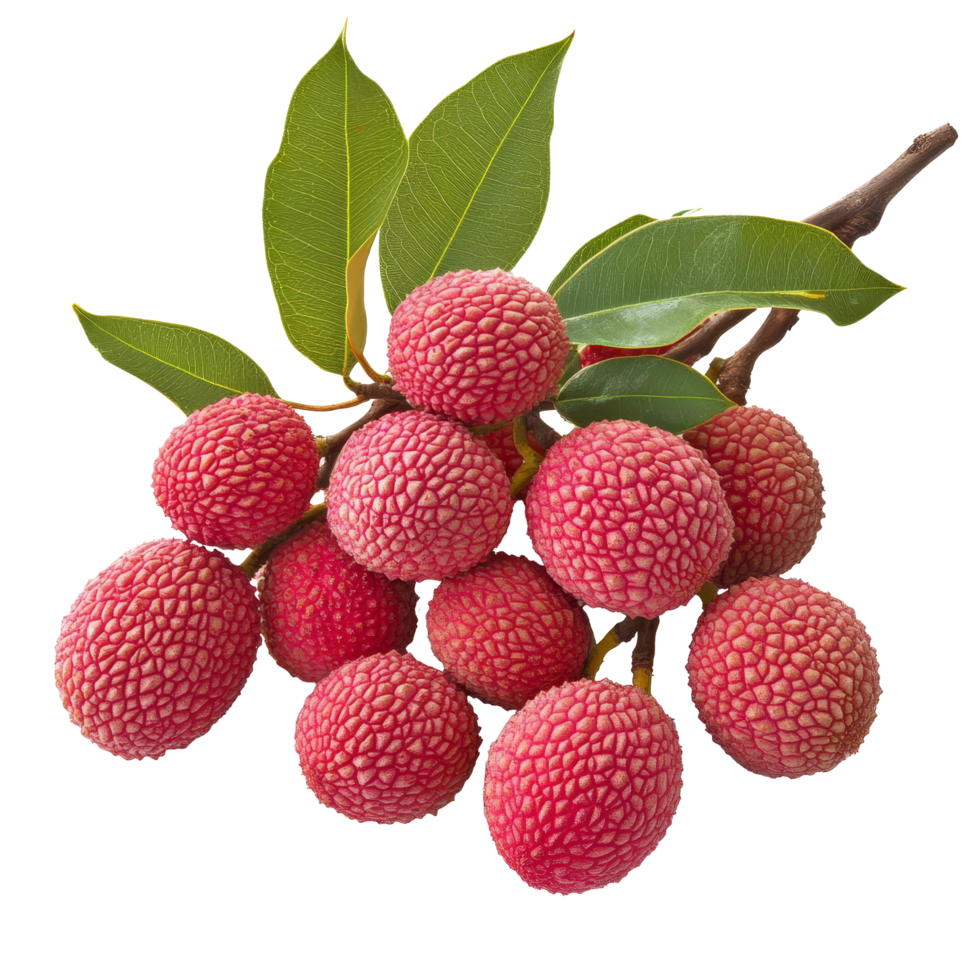 A vibrant branch of fresh litchi featuring multiple ripe fruits against a clean transparent background, Branch of delicious Litchi on transparent background cutouts png