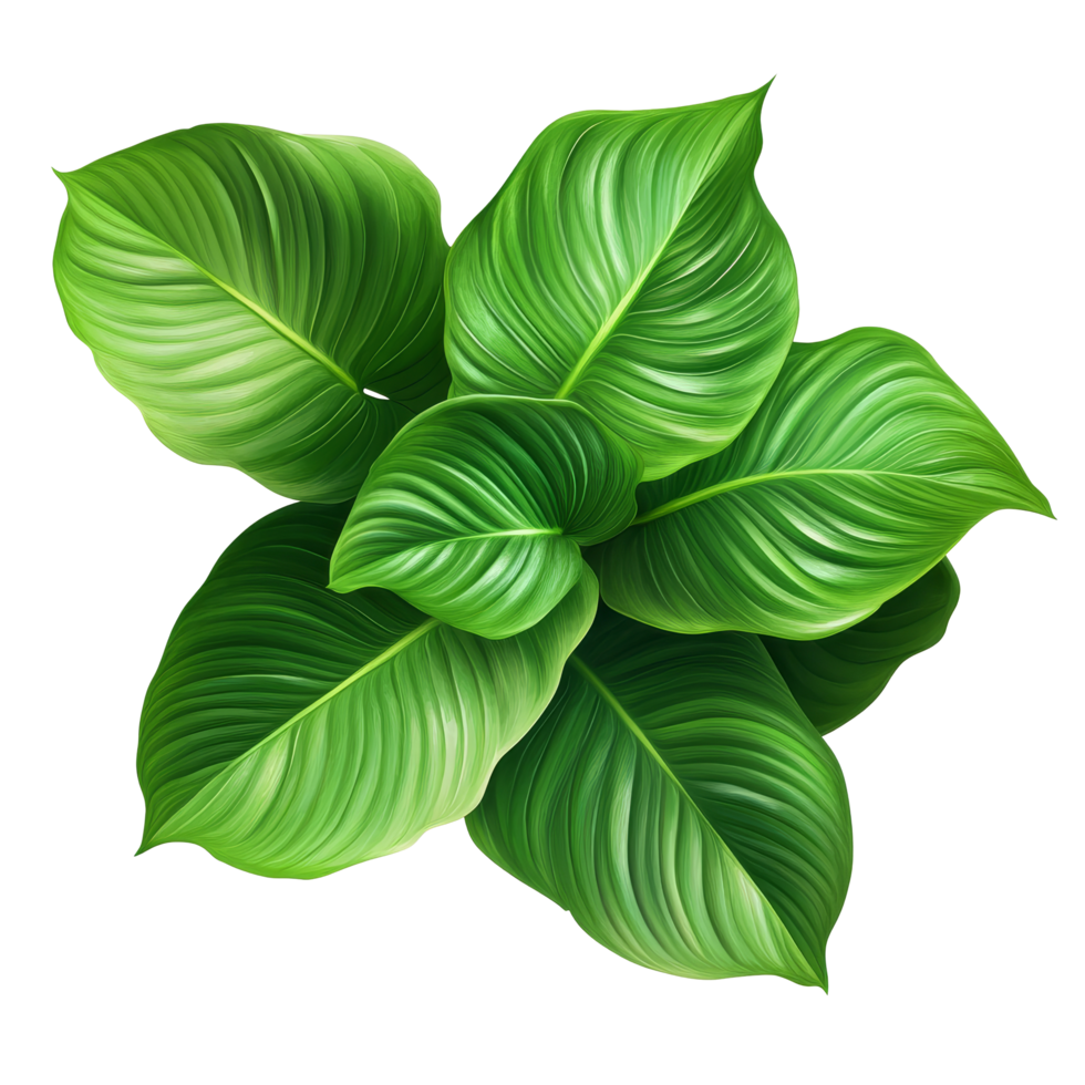 Vibrant green leaves of the Homalomena Rubescens plant showcasing lush foliage in a botanical setting, Green leaves of Homalomena plant Rubescens transparent png