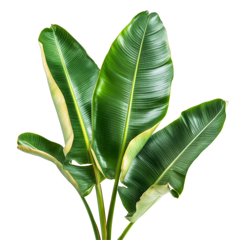 Vibrant banana branch with lush leaves on a clean transparent background for a fresh look, banana branch with leaves isolated transparent background png