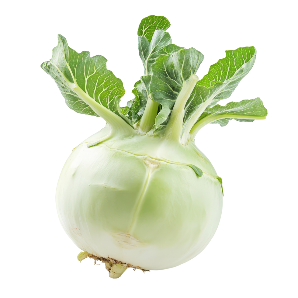 Fresh kohlrabi vegetable displayed on a plain transparent background showcasing its unique bulbous shape and leafy greens, Fresh kohlrabi vegetable on a transparent background png