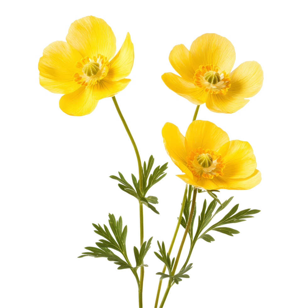 Beautiful buttercup flowers isolated on a transparent background showcasing vibrant yellow petals and delicate green foliage, Buttercup flowers isolated on transparent background cutout png