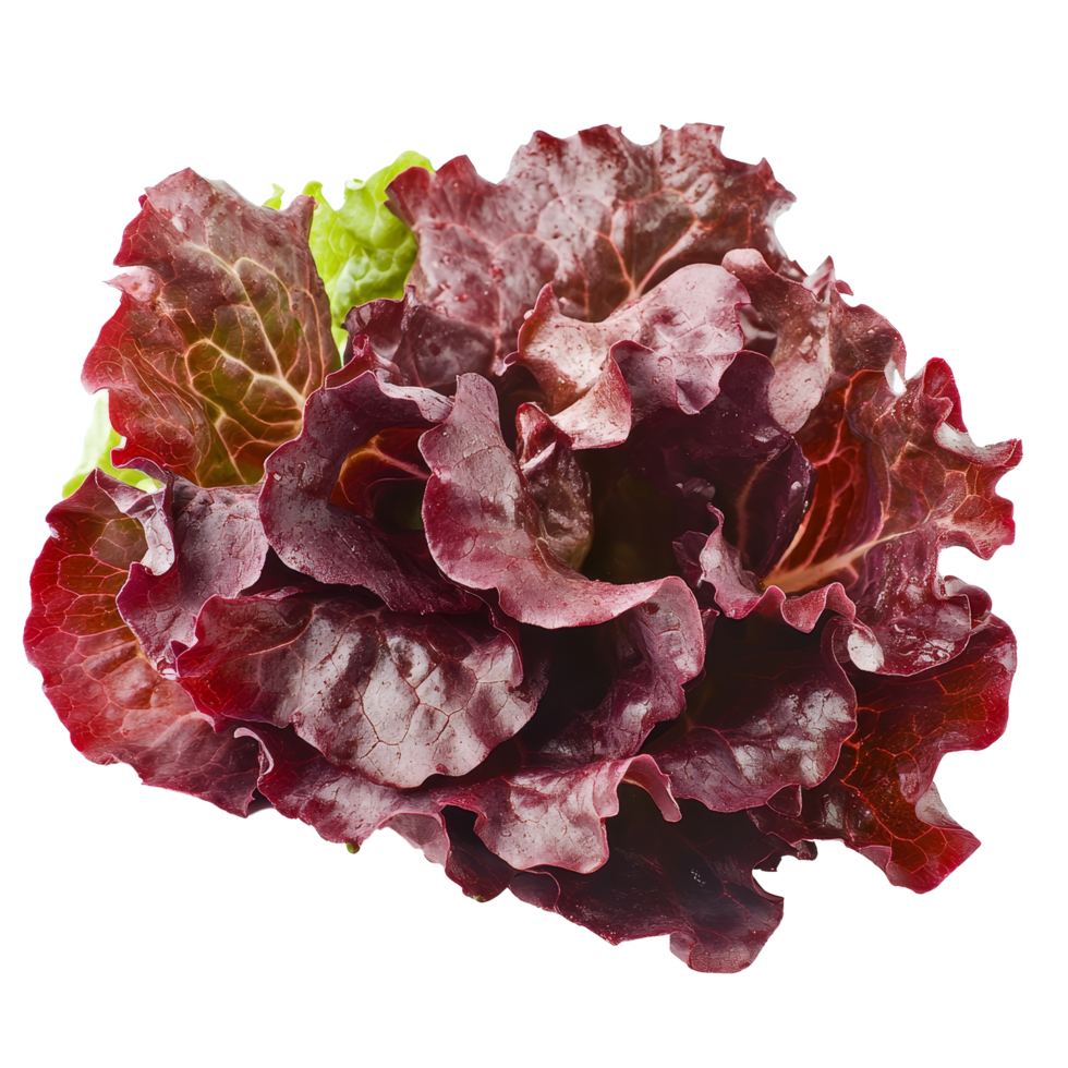 Fresh red lettuce isolated on transparent background perfect for healthy dishes and salads at any mealtime, red lettuce vegetable isolated on transparent background png