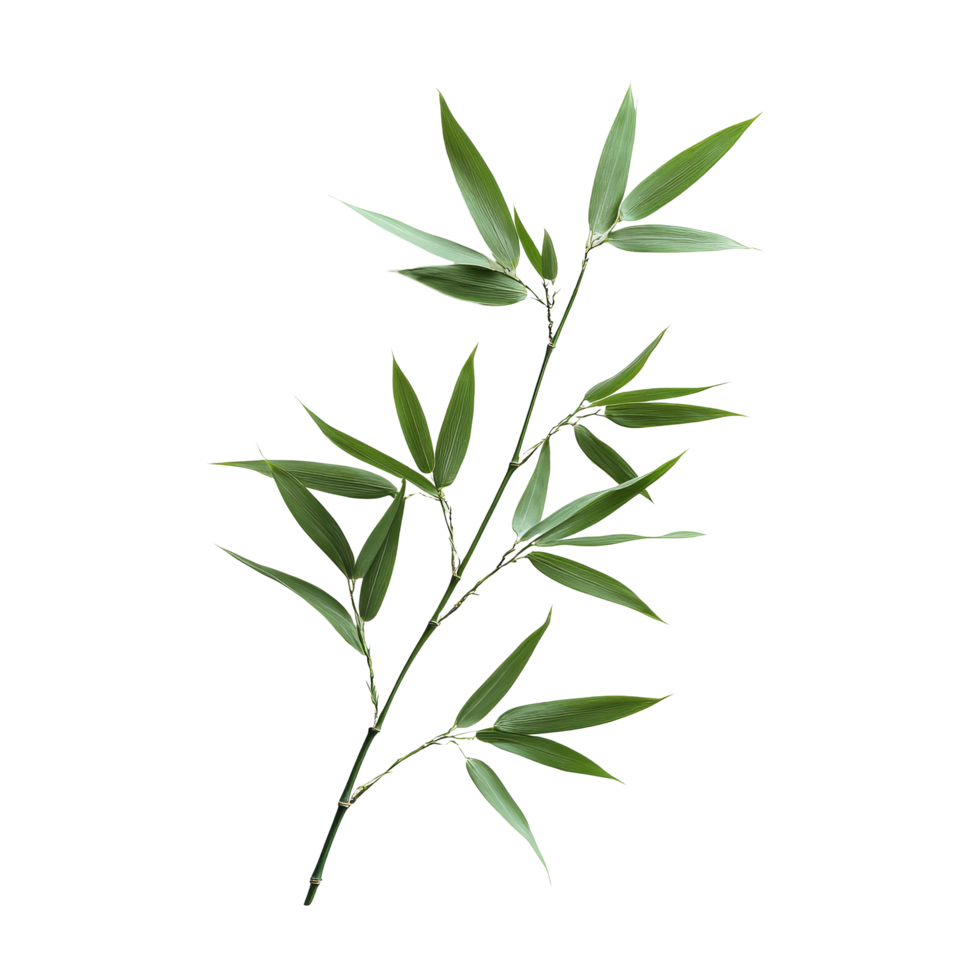 A single bamboo leaf on a transparent background showcasing its natural beauty and delicate structure, bamboo leaf on transparent backgroundfile png
