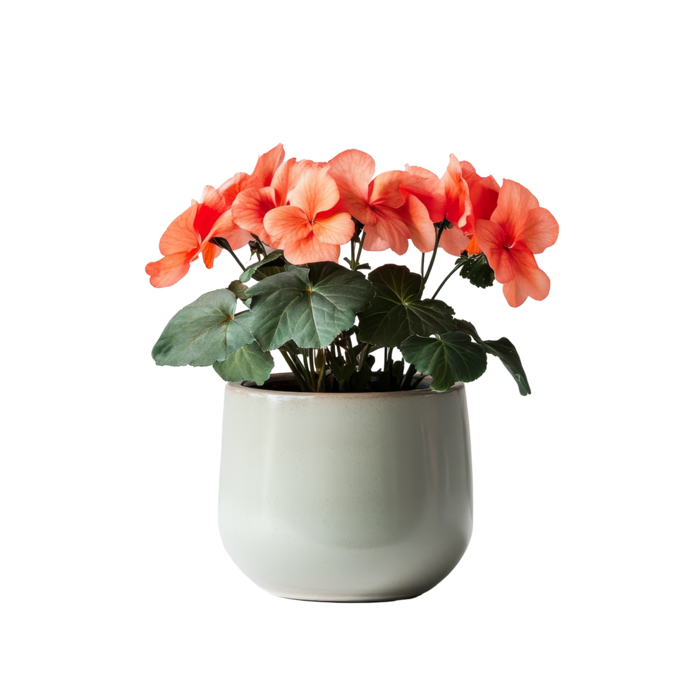 Beautiful begonia plant showcased in a simple ceramic pot against a neutral background, Begonia plant displayed in simple ceramic pot isolated on solid transparent background png