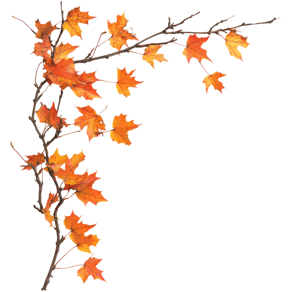 Colorful autumn maple leaves decorating a branch in warm hues against a light background, autumn maple branch leaves in top left corner edge transparent background isolated on solid transparent png