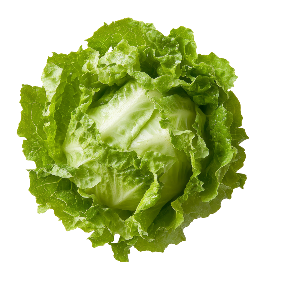 Fresh Frillice Iceberg Lettuce on a clean transparent background ready for culinary use in salads and garnishes, fresh Frillice Iceberg Lettuce on transparent background png