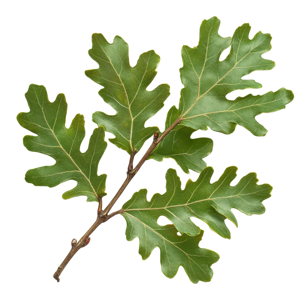 Green oak branch with vibrant leaves showcasing natural beauty and growth in a serene setting, green oak branch with leaves, file of isolated object on transparent background png