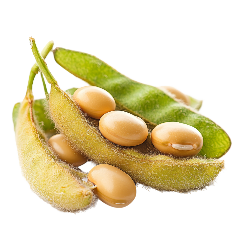 Isolated individual soybean pods with yellow soybeans on a transparent background showcasing agricultural produce, Different angle of individual soybean isolated png