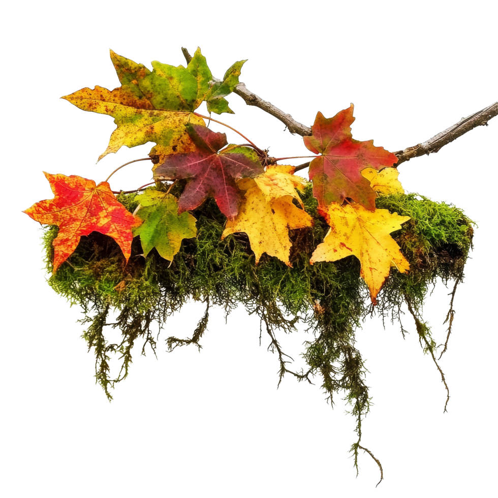 Vibrant fall foliage draping a mossy perch against a bright transparent background, Fall foliage drapes a mossy perch transparent background png