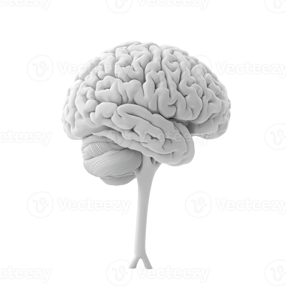 A detailed 3D rendering of a human brain showcasing its intricate structure. png